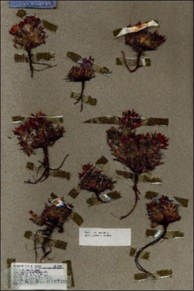 URN_catalog_HBHinton_herbarium_17049.jpg.jpg