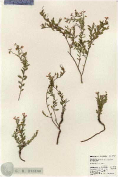 URN_catalog_HBHinton_herbarium_24240.jpg.jpg