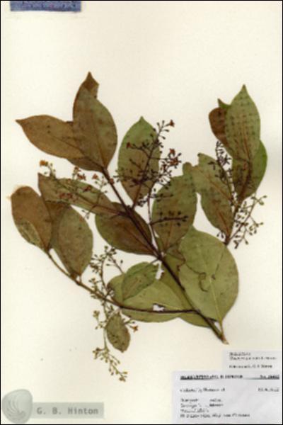 URN_catalog_HBHinton_herbarium_24441.jpg.jpg