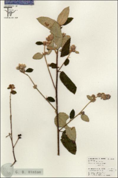 URN_catalog_HBHinton_herbarium_26358.jpg.jpg