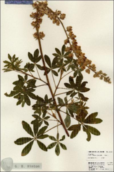 URN_catalog_HBHinton_herbarium_24036.jpg.jpg