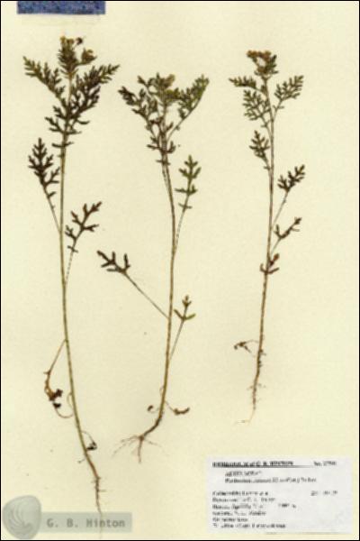 URN_catalog_HBHinton_herbarium_27591.jpg.jpg