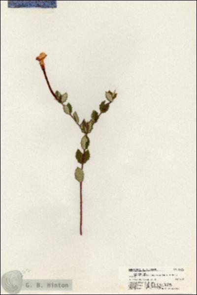 URN_catalog_HBHinton_herbarium_20372.jpg.jpg