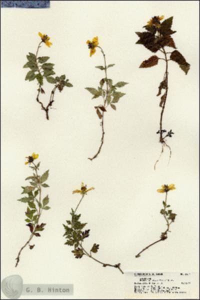URN_catalog_HBHinton_herbarium_21614.jpg.jpg
