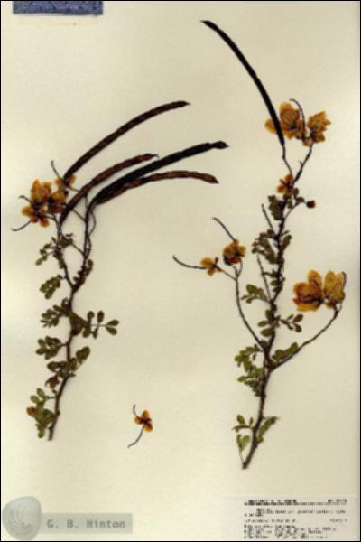 URN_catalog_HBHinton_herbarium_22323.jpg.jpg