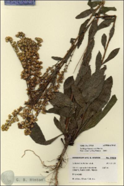 URN_catalog_HBHinton_herbarium_27924.jpg.jpg
