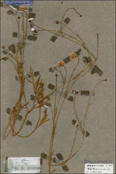 URN_catalog_HBHinton_herbarium_17863.jpg.jpg