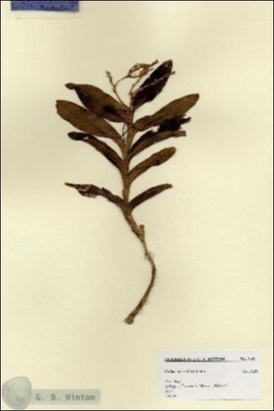 URN_catalog_HBHinton_herbarium_7454.jpg.jpg