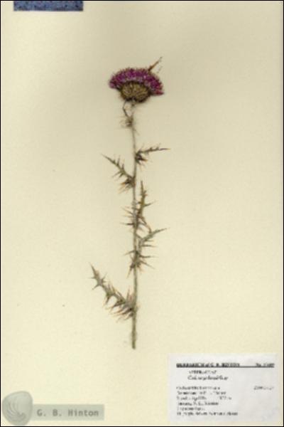 URN_catalog_HBHinton_herbarium_27609.jpg.jpg