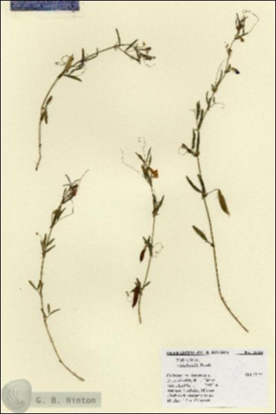 URN_catalog_HBHinton_herbarium_18314.jpg.jpg