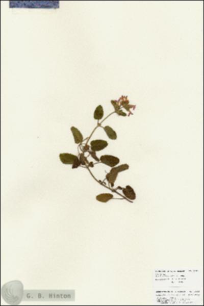 URN_catalog_HBHinton_herbarium_25913.jpg.jpg