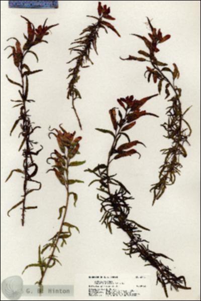 URN_catalog_HBHinton_herbarium_20743.jpg.jpg