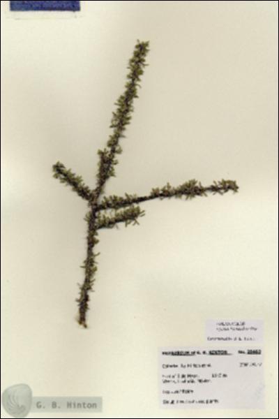 URN_catalog_HBHinton_herbarium_28463.jpg.jpg