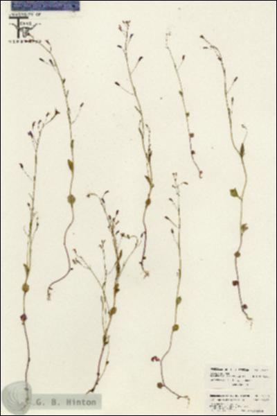 URN_catalog_HBHinton_herbarium_26399.jpg.jpg