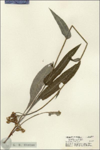 URN_catalog_HBHinton_herbarium_21332.jpg.jpg