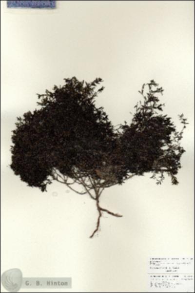URN_catalog_HBHinton_herbarium_25948.jpg.jpg