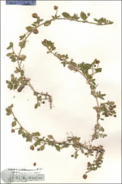 URN_catalog_HBHinton_herbarium_20601.jpg.jpg