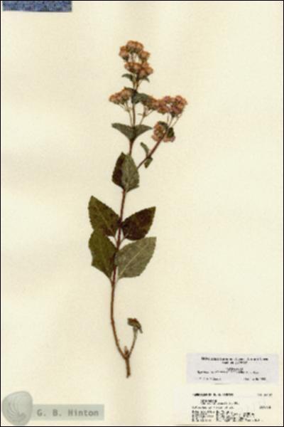 URN_catalog_HBHinton_herbarium_22131.jpg.jpg