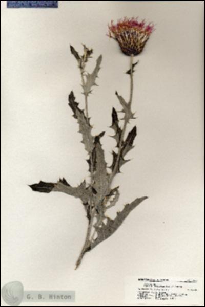 URN_catalog_HBHinton_herbarium_20968.jpg.jpg