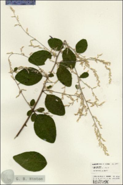 URN_catalog_HBHinton_herbarium_25022.jpg.jpg