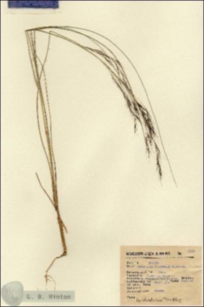 URN_catalog_HBHinton_herbarium_6567.jpg.jpg