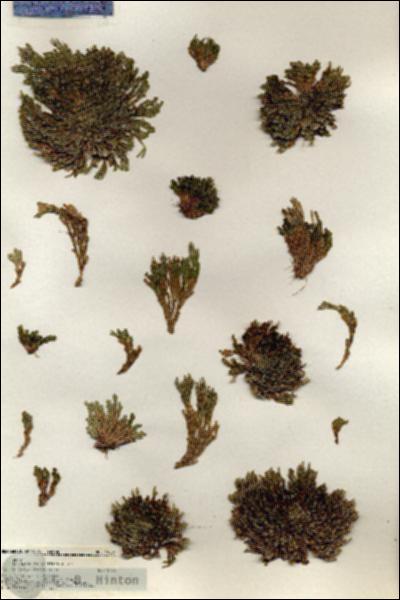 URN_catalog_HBHinton_herbarium_19234.jpg.jpg
