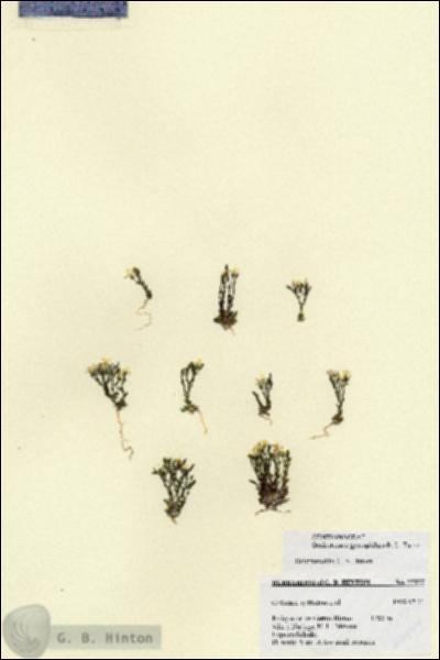 URN_catalog_HBHinton_herbarium_27377.jpg.jpg