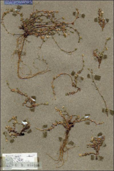 URN_catalog_HBHinton_herbarium_17333.jpg.jpg