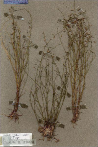 URN_catalog_HBHinton_herbarium_18746.jpg.jpg