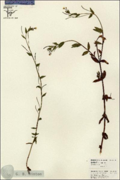 URN_catalog_HBHinton_herbarium_26050.jpg.jpg