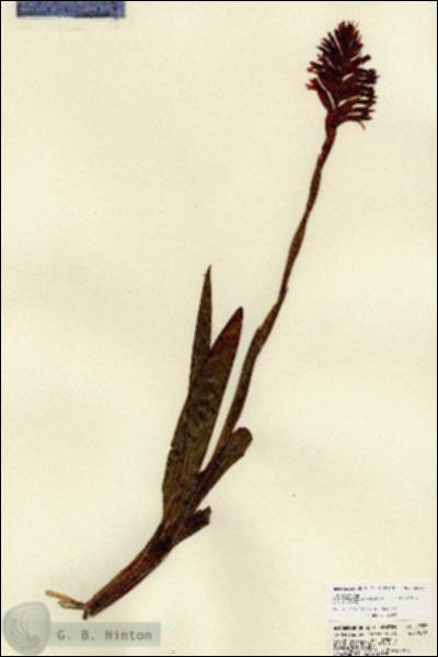URN_catalog_HBHinton_herbarium_22353.jpg.jpg