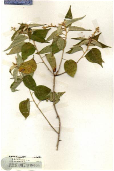URN_catalog_HBHinton_herbarium_20051.jpg.jpg