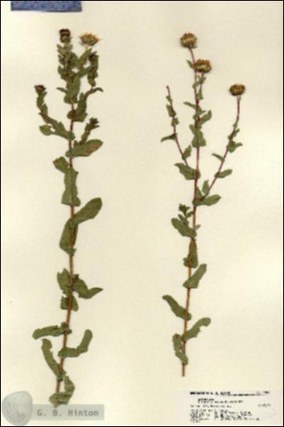 URN_catalog_HBHinton_herbarium_22263.jpg.jpg