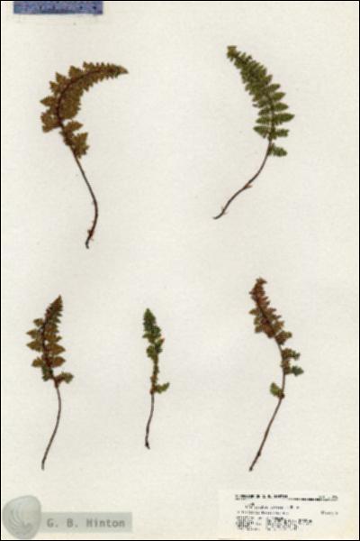 URN_catalog_HBHinton_herbarium_21018.jpg.jpg