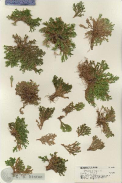 URN_catalog_HBHinton_herbarium_21202.jpg.jpg