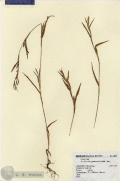 URN_catalog_HBHinton_herbarium_4844.jpg.jpg