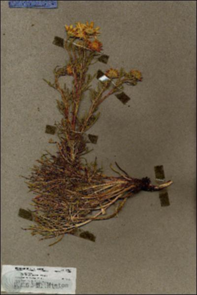 URN_catalog_HBHinton_herbarium_19840.jpg.jpg