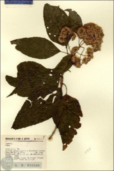 URN_catalog_HBHinton_herbarium_14917.jpg.jpg