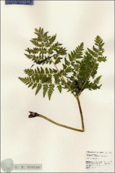 URN_catalog_HBHinton_herbarium_24847.jpg.jpg