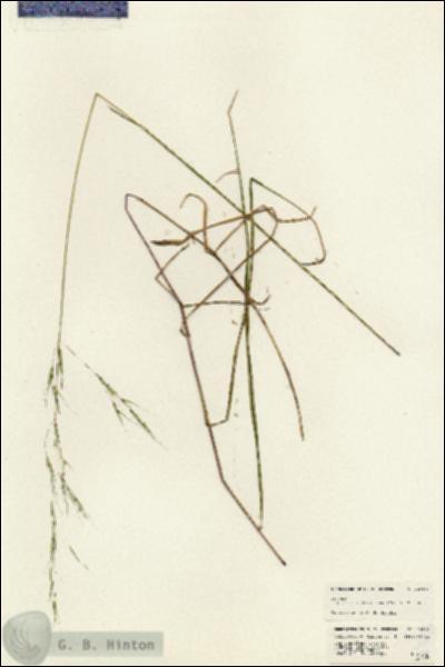 URN_catalog_HBHinton_herbarium_24810.jpg.jpg