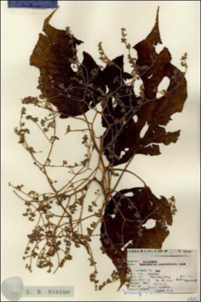 URN_catalog_HBHinton_herbarium_6906.jpg.jpg