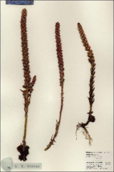 URN_catalog_HBHinton_herbarium_23970.jpg.jpg