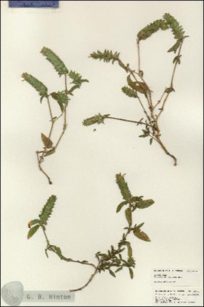 URN_catalog_HBHinton_herbarium_25031.jpg.jpg
