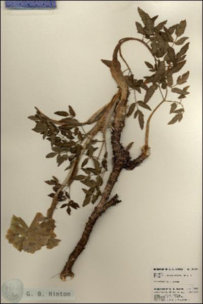 URN_catalog_HBHinton_herbarium_22829.jpg.jpg