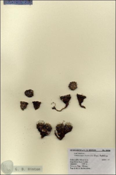 URN_catalog_HBHinton_herbarium_26904.jpg.jpg
