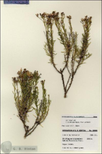 URN_catalog_HBHinton_herbarium_28086.jpg.jpg