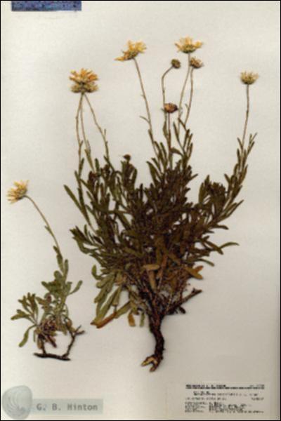 URN_catalog_HBHinton_herbarium_20238.jpg.jpg