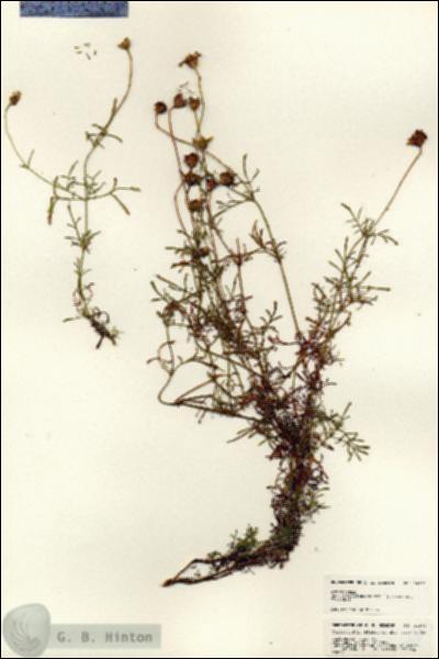 URN_catalog_HBHinton_herbarium_24803.jpg.jpg