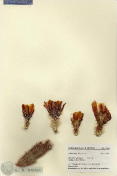 URN_catalog_HBHinton_herbarium_27499.jpg.jpg