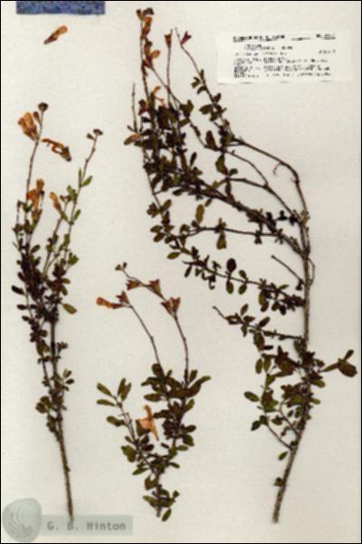 URN_catalog_HBHinton_herbarium_21092.jpg.jpg